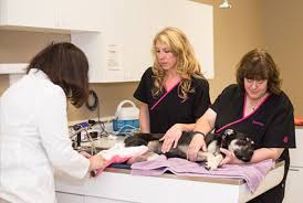 The process could not have been any easier, and they even submitted the claim to my insurance for me! Cottage Grove Pet Emergencies Vet Near Me