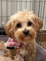Kopek Dunyasi Adli Kullanicinin Maltipoo Panosundaki Pin 2020