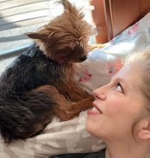 Winston loves watching the neighbors walk by