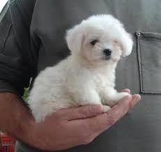 small hypoallergenic dog breeds breeds of small dogs best small dog breeds maltese small do best small dog breeds best small dogs hypoallergenic dog breed