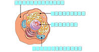 Which of the following organelles does an animal cell not have. Animal Cell Labeling Biology Game Turtle Diary