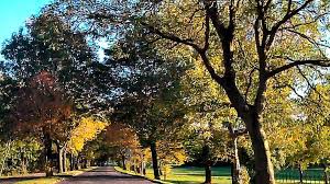 With an arsenal of thorns to ward off invading harvesters, it's no wonder. Burnley Cherry Tree Tribute To Town S Coronavirus Dead Bbc News