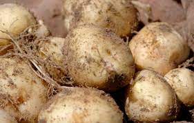 Sayur organik adalah jenis kategori sayur yang tumbuh tanpa menggunakan pupuk kimia sintetis, pestisida (pembasmi. 5 Jenis Sayuran Termahal Di Dunia Cita Rasa Dan Bentuknya Unik
