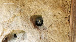 Kann mir jemand helfen wie? Im Garten Archives Page 18 Of 39 Schweizer Garten