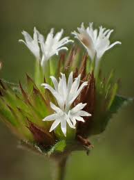 Image result for Elephantopus mollis