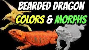 Factors that will influence their cost include the following: Types Of Bearded Dragons Colors Morphs Explained Youtube