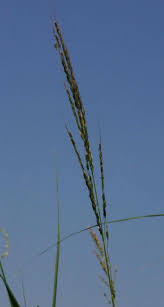 Image result for Oryza longistaminata