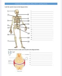 Almost every muscle constitutes one part of a pair of identical bilateral. Solved Anatomy Identification Muscles Bones Nerves L Chegg Com
