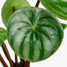 Image result for Peperomia molleri