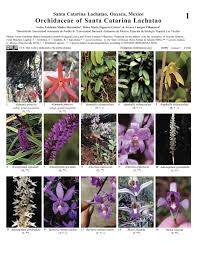 Image result for Manniella gustavi