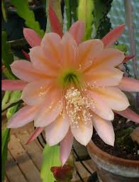 Image result for Epiphyllum