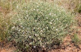 Image result for Iphigenia pauciflora