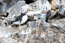 Birds That Lay Eggs On The Ground Puffins Lay One Egg The Egg Hatches Somewhere Between 5 And 8 Weeks The Parents Then Take Turns Flying Out To Catch Multiple Fish Puffin The Burrow Wildlife