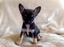 A person can find chihuahua puppies for free at a local animal shelter. Chihuahua Puppies For Sale In Cincinnati Ohio Petsidi