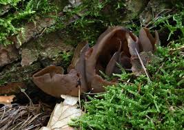 Image result for Otiophora angustifolia