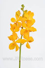 Yellow Mokara Orchids 60 Stems Bulk Flowers J R Roses Wholesale Orchids Flower Care Wholesale Flowers