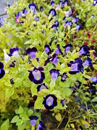 Image result for Linderniaceae