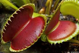 Your planting mix may include some vermiculite, or alternatively, perlite. Venus Flytraps Seeds These Carnivorous Beauty Makes An Excellent Indoor Plant Caribbeangardenseed