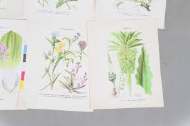 Image result for Diclis reptans