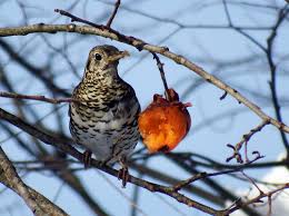 Image result for トラツグミ