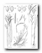 Image result for Paspalum plicatulum