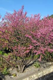 Image result for Dialium schlechteri