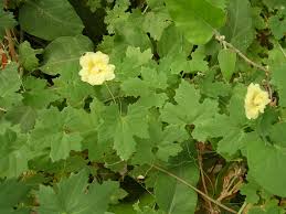 Image result for Momordica balsamina
