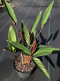 Image result for stromanthe