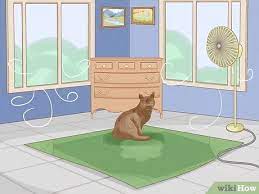 Cats are highly intelligent, and they can stay cool on their own if you give them the proper resources. 3 Ways To Cool Your Cat Down In The Summer Wikihow