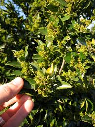 Image result for Rhamnus staddo