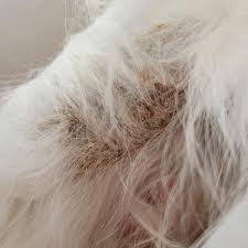 Image result for what do Cheyletiella look like in dog fur