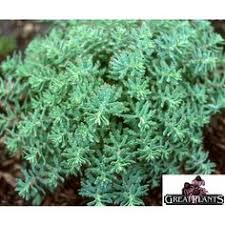 We did not find results for: 8 Sedum Ground Cover Ideas Ground Cover Sedum Plants