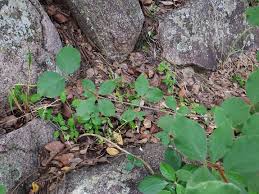 Image result for Vangueria esculenta