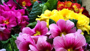 Strani fiori su immagini divertenti di cose strane. Tanti I Lavori In Giardino E Nell Orto Nel Mese Di Febbraio 2018