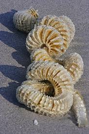 Whelk Egg Case Ocean Creatures Sea Shells Sea Animals