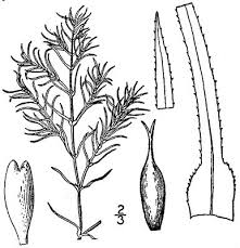 Image result for Najadaceae