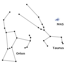 Image result for Pleioceras