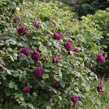 Ce rosier dont la taille varie entre 1,20 m et 1,70 m a un feuillage à 5 à 7 folioles ovales et larges. Rosa Gallica Historische Rosen Rosen Rosen Online Kaufen Im Rosenhof Schultheis