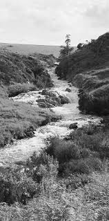 Image result for Aeschynomene pawekiae