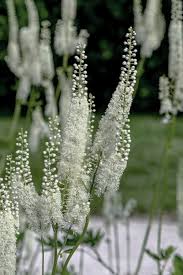 Image result for Faurea racemosa