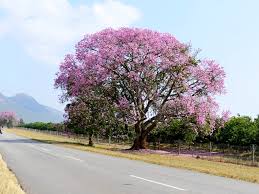 Image result for Morinda asteroscepa