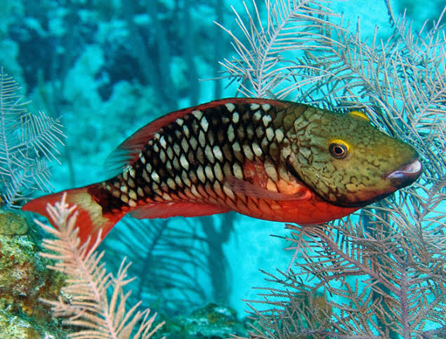Stoplight Parrotfish - Custom Marine Aquaria