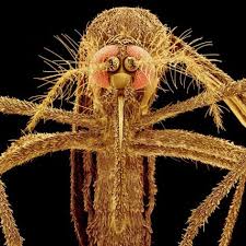 See more of vulcan termite and pest control, inc. Called The Asian Tiger Mosquito It Carries The Sometimes Deadly Disease Already Seen In Hoards On The East Coas Asian Tigers Photographic Print Animal Art
