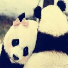 رمزيات حب جامدة واتساب صور رمزيات حب جامده جدا للأنستقرام والفيس بوك Cute Panda Panda Panda Bear