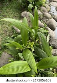 Image result for Curculigo latifolia