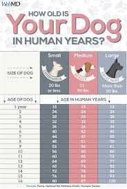 Scientists Say That Dog Years Are Not Accurate Anymore