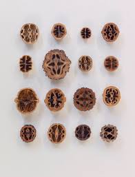 Image result for Juglandaceae