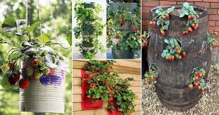 Diy strawberry towers are ideal for small space garden areas. 19 Smart Diy Ideas For Growing Strawberries In Small Space