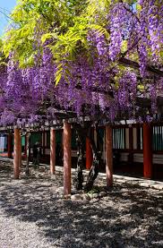Flowers & friends is a florist in pleasant hill, mo. Hidden Wonders Of Japan Calling All Flower Fans Where To See Wisteria In Tokyo Japan Forward