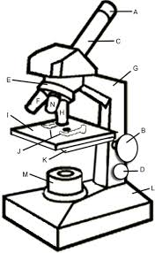 Gummi Bear Experiment Biology Lessons Microscopic Science Tools